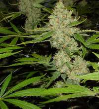 marijuana