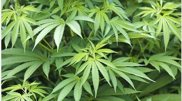 marijuana growing